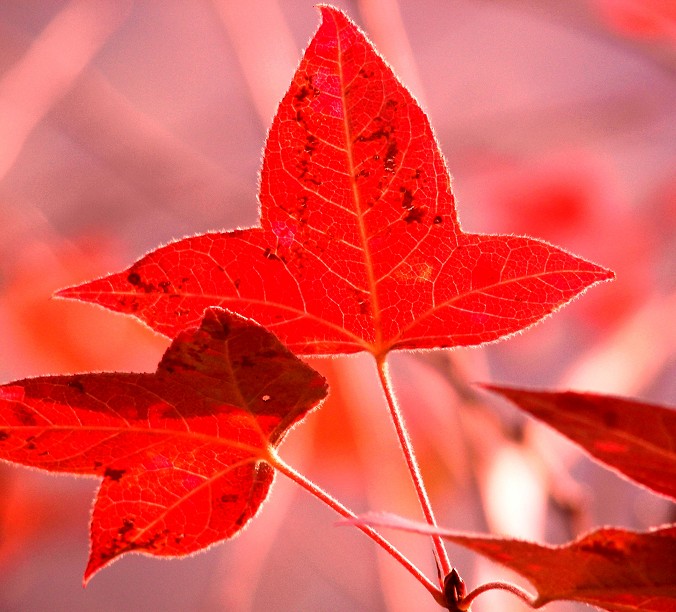 {F4296759-BC9C-43D2-8ACB-522CA28F2A29}0.jpg
